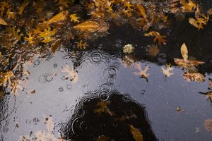 A photo of raindrops falling on a puddle filled with autumn leaves.