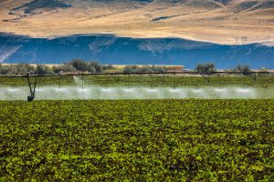 A photograph of the fertile Palouse in eastern Washington. A green field in the foreground is being watered via pivot irrigation. Dry, brown foothills makeup the middleground and background.